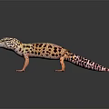 Leopard Gecko With Orange Limbs And Black Spotted Orange Body On Dark Background