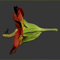 Red Flower With Red Petals And Yellow Center And Small Figure On Gray Background