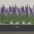 Lavender Potted Plants with Black Rectangular Pot Green Leaves Purple Flowers and Tags Neatly Arranged