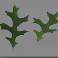 Two Green Oak Leaves With Serrated Edges And Shadows On White Background