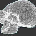Human Skull Anatomical Model With Detailed Bone Structure And Texture