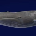 Gray Whale With White Patches Swimming In Deep Blue Ocean Background