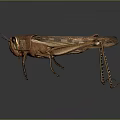 Grasshopper Insect Cartoon Locust Animation Locust Animation Locust Animation Character Life Supplies 3d model