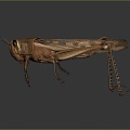 Grasshopper Insect Cartoon Locust Animation Locust Animation Locust Animation Character Life Supplies 3d model