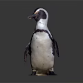 Standing Penguin With Black And White Feathers Isolated On Dark Background