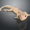 Pale Reptile Gecko With Smooth Skin Resting On Black Surface Showing Reflection