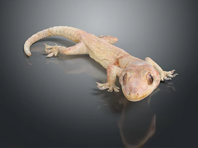 Pale Reptile Gecko With Smooth Skin Resting On Black Surface Showing Reflection 3d model Pale Reptile Gecko With Smooth Skin Resting On Black Surface Showing Reflection 3d model