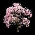 Beautiful Ornamental Tree With Lush Pink Blossoms Against Black Background