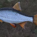 Silver Aquatic Fish With Orange Fins Tail And Red Eyes And Detailed Scales