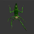 Green Praying Mantis Flying Insect with Raised Forelegs on Dark Reflective Surface