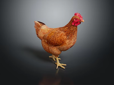 Brown Hen With Red Comb Feathered Body Standing On Dark Shiny Surface 3d model