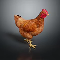 Brown Hen With Red Comb Feathered Body Standing On Dark Shiny Surface 3d model