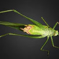 Green Grasshopper Close Up View With Large Wings Long Slender Legs On Black Background