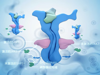 Medical Device Visualizing SHP1 JAK2 Activation States SH2 And Phosphatase Domains 3d model