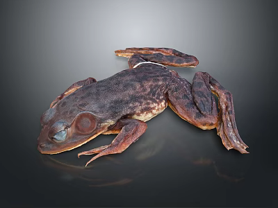Brown Spotted Frog With Red Eyes And Textured Skin On Dark Background 3d model
