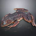 Brown Spotted Frog With Red Eyes And Textured Skin On Dark Background
