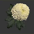 Beautiful White Flower Plant With Green Stem And Leaves On Gray Background