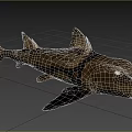 Gray Shark With Dorsal Fin And Streamlined Body Swimming In Ocean