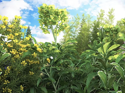 Beautiful Garden Flowers And Plants With Yellow Blooms Green Leaves Under Blue Sky 3d model