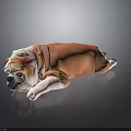 Realistic Orange And White Bulldog Lying On Black Smooth Surface With Reflection