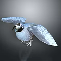 Flying Animal Bird With Spread Wings Blue Feathers And Black White Head