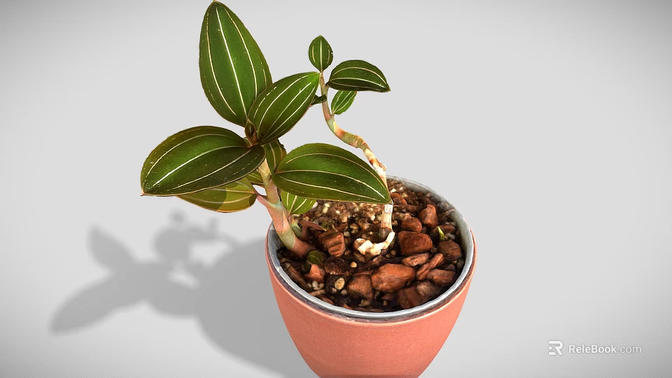 Green Leafy Plant With White Stripes In Orange Pot And Small Pebbles 3d model 