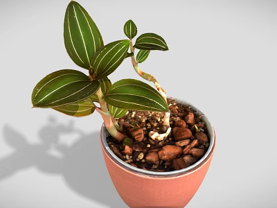 Green Leafy Plant With White Stripes In Orange Pot And Small Pebbles 3d model