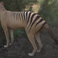 Striped Reptile With Long Tail Standing In Natural Grassland Near Dense Forest Background