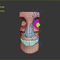 Human Head Anatomical Model Showing Nasal Cavity Vascular Structure And Dental Details