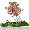 Tall Deciduous Tree with Red Leaves and Green Shrubs in Outdoor Garden