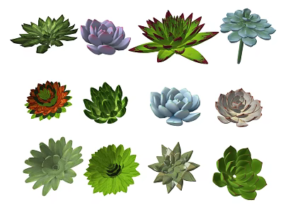 Succulent Plant Combinations With Various Colors And Different Shapes For Indoor Decoration 3d model