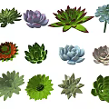 Succulent Plant Combinations With Various Colors And Different Shapes For Indoor Decoration