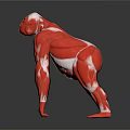 Gorilla 3D Model Displaying Muscular Organs And Black Fur Features