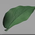 Large Green Leaf With Visible Veins On Light Background And Shadow 3d model
