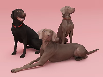 Three Brown And Black Reptiles Posing On Pink Background In Studio 3d model