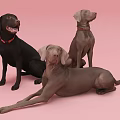 Three Brown And Black Reptiles Posing On Pink Background In Studio 3d model