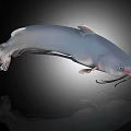 Aquatic Animal Grey Catfish With Whiskers Streamlined Body And Reflection