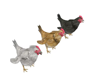 Three Different Colored Flying Animals Gray Brown Black Chickens With Red Combs 3d model