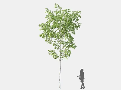 Tall Tree With Slender Trunk Green Leaves And Human Silhouette 3d model