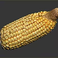 Fresh Yellow Corn Cob With Juicy Kernels And Silk On Gray Reflective Background