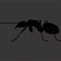 Detailed Close Up View Of An Ant With Long Legs And Antennae On Gray Background