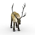 Reindeer With Large Antlers And Brown White Coat Standing On White Background