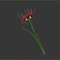 Red Spider Lily With Green Stem And Long Thin Red Petals Against Gray Background