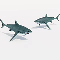 Two Large Grey Sharks With Open Mouths Swimming In Ocean Water