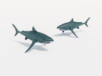 Aquatic animal shark 3d model