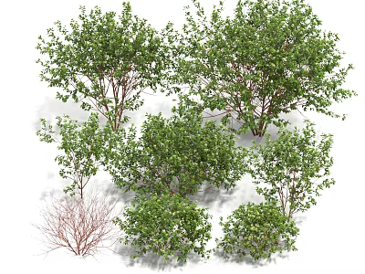 Various Green Leafy Shrubs In Different Sizes And Shapes For Landscaping Projects 3d model