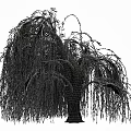Willow Trees With Graceful Drooping Branches And Lush Green Foliage In Garden