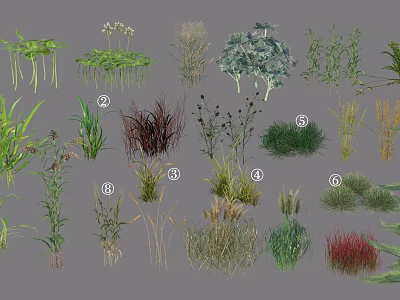 Diverse Collection Of Garden Ornamental Grasses And Herbaceous Plants For Landscaping And Garden Design 3d model