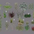 Diverse Collection Of Garden Ornamental Grasses And Herbaceous Plants For Landscaping And Garden Design