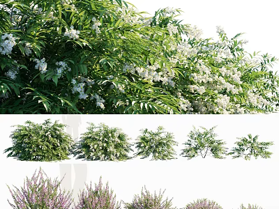 Different Types of Flowering Shrubs With White Blossoms and Green Foliage 3d model